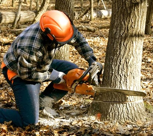 Tree Removal in Covert, MI